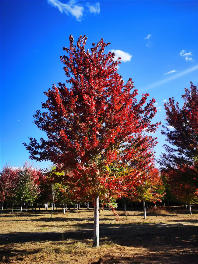 美國紅楓火焰