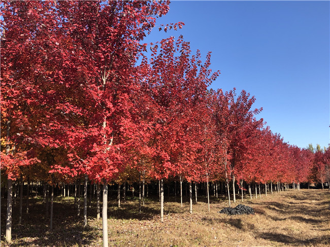 美國(guó)紅楓火焰